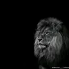 haval_shaxawan_96