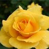 yellowrose4ever