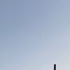 ftrianii1_