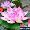 lin.suan