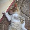 rijal_asyrofa
