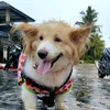 nangwaiwailwin629