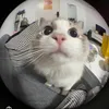benthemimic