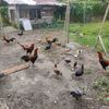 sam_farm1