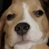 deeeppngr