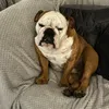 barrythebulldog20