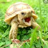 thanida6465
