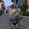 kucing_gabuu