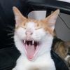 mishigan_miau