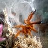 3dcritters