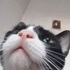 felina_35