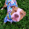 bandit.bully