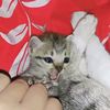 cipit_006