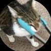 iheartcut3cats