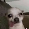 chanhlongthuongco2