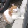 bukan_kucing_