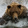 zbear1444