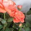 ahsas_the_sense_of_love