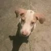 ha.ha.ha.haiy