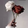 rose22150