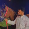 a_horse5