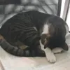 fafcorem