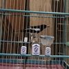 kicau__rumah4n