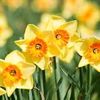 daffodilsinthesun