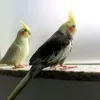 anyteodorosilva