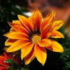 blen_306