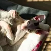 cornishrex_gabriel