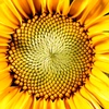 super.sunflowerr