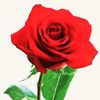 daudimil