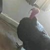 3915521n