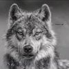 wolfykk001
