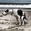 butmydogdoes