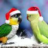 little_parrotfamily