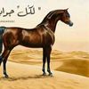hamd15035