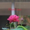 an_nhien1123