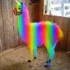 carnivalgay