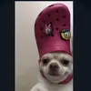 crock_dog