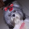 laurinha_shihtizu