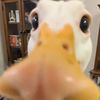 lord_duckboy