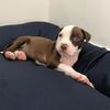 Arya.lapitbull