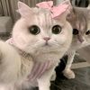 sor4aa_