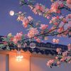 zsakura17