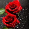 www.ashley785