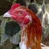 maulana_rooster