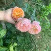 songthao2017