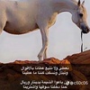 khalidalzbaeiny1